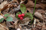 Eastern teaberry <BR>Wintergreen